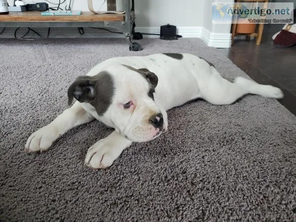 Olde English Bulldogges