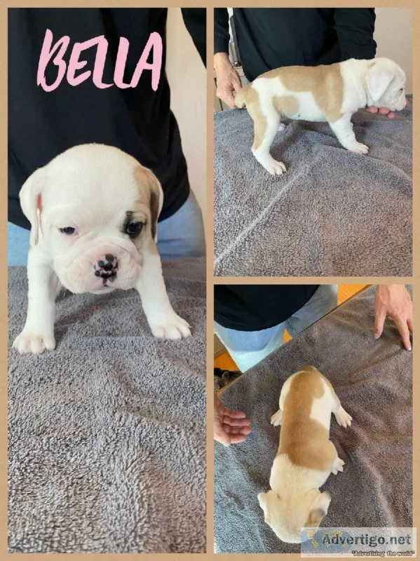 Old English bulldog puppies