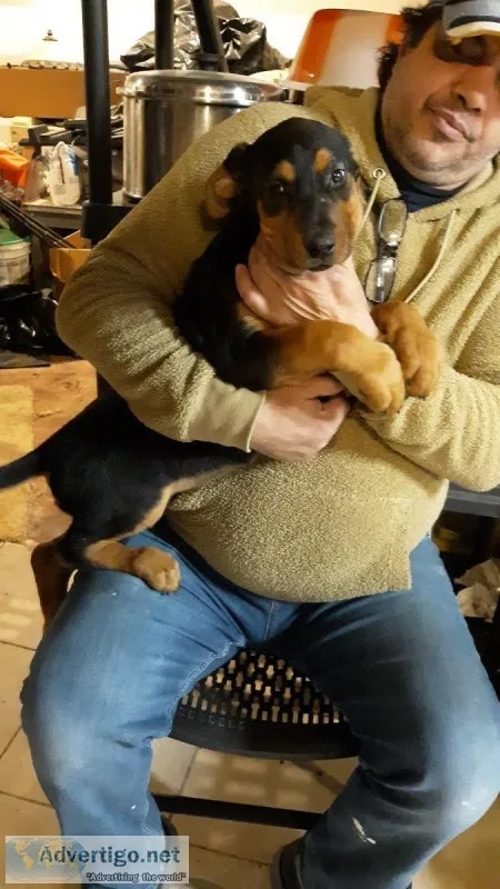 Dog for sale