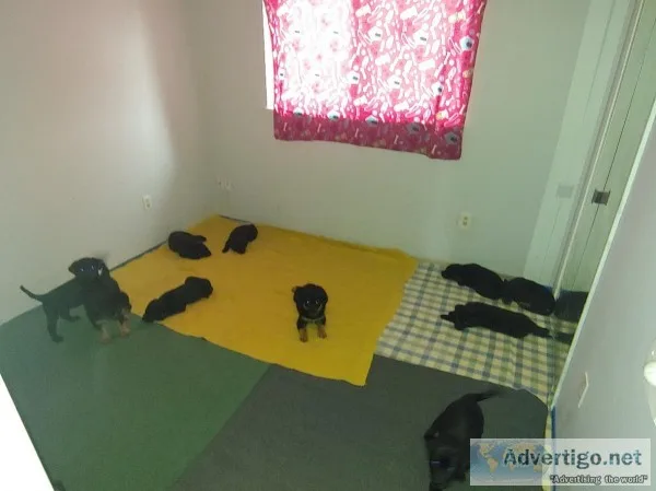 Seven mail three females puppies for sale