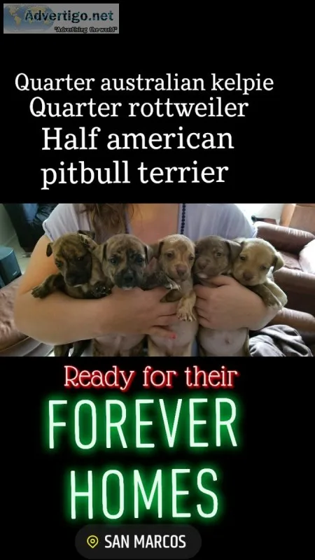 Holiday Mixed Puppies