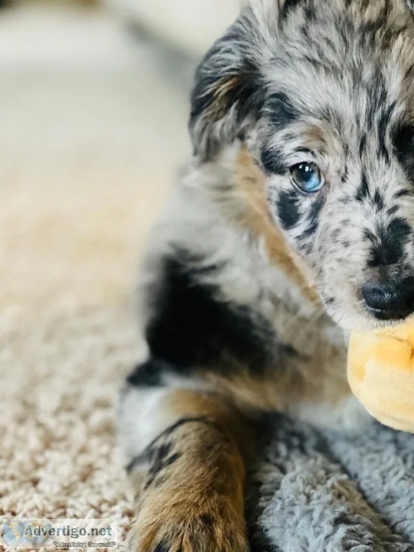 F1 Aussiedoodle Puppy