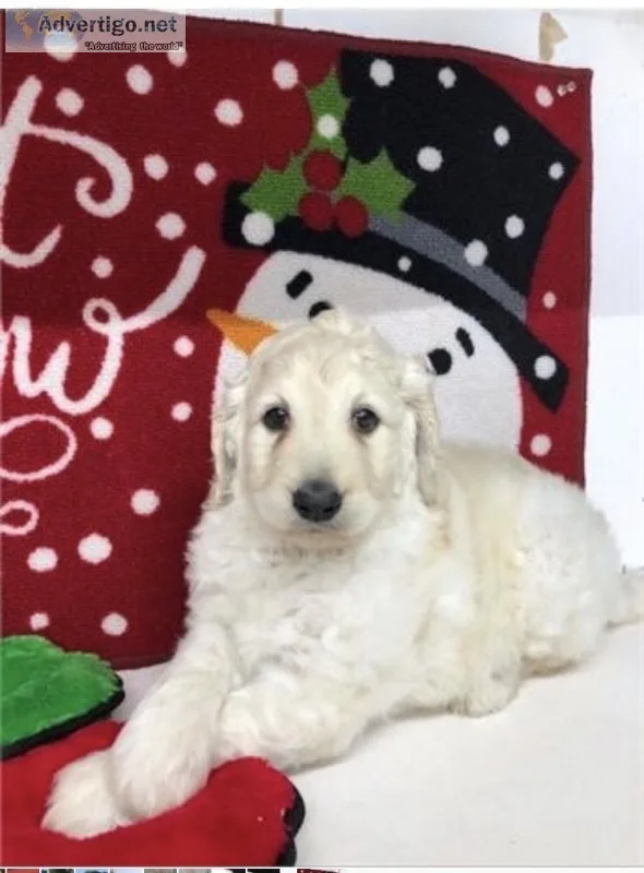 Gorgeous goldendoodle  puppies for sale in miami