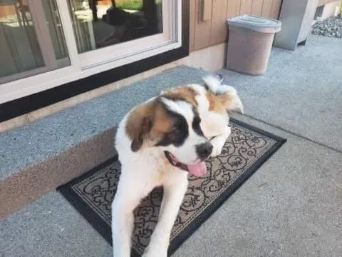 Saint bernard for stud service
