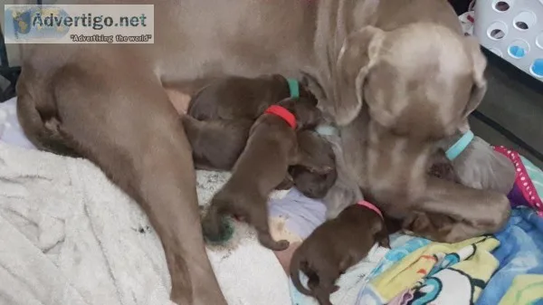Weizsla Puppies
