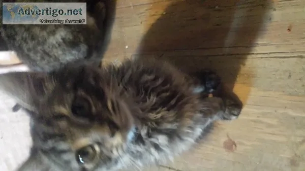 Albert needs a forever home.