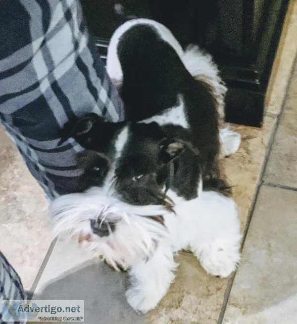 Miniature Schnauzer
