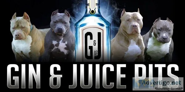 top pitbull breeders  xxl pitbulls - ginandjuicepits.com