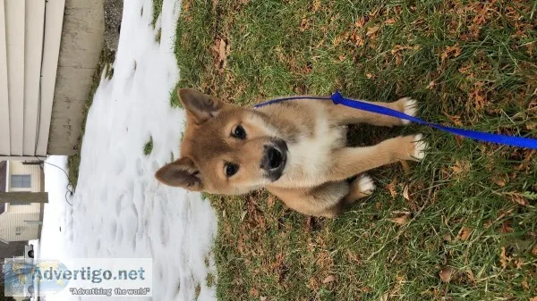 Adorable 12 weeks shiba inu