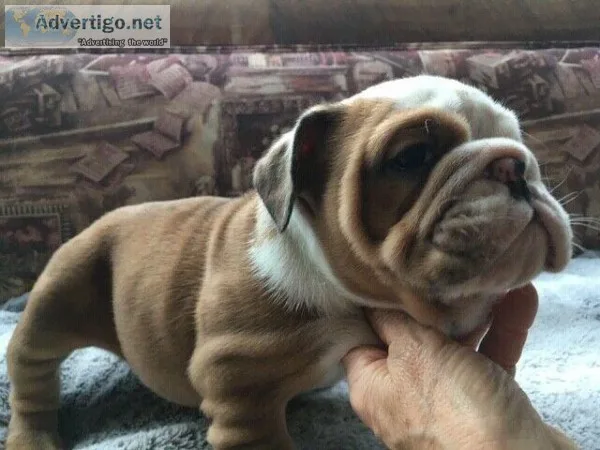 Beautiful an lovin English Bull Dog