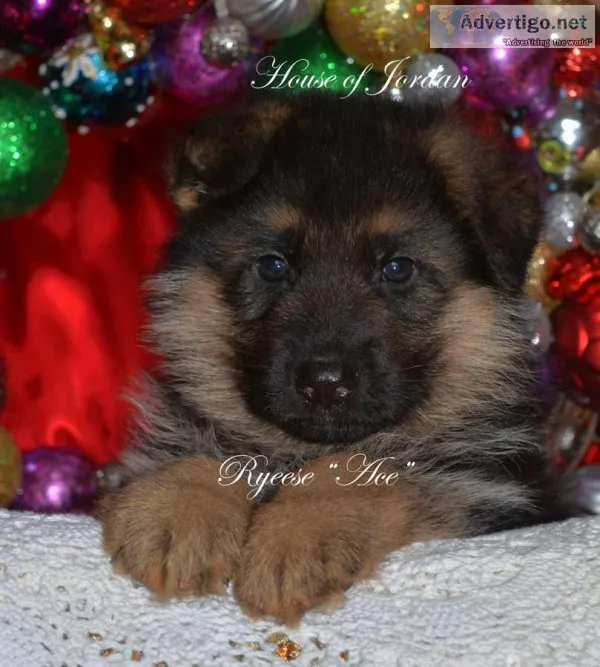 &quotGerman&quot Shepherd pups