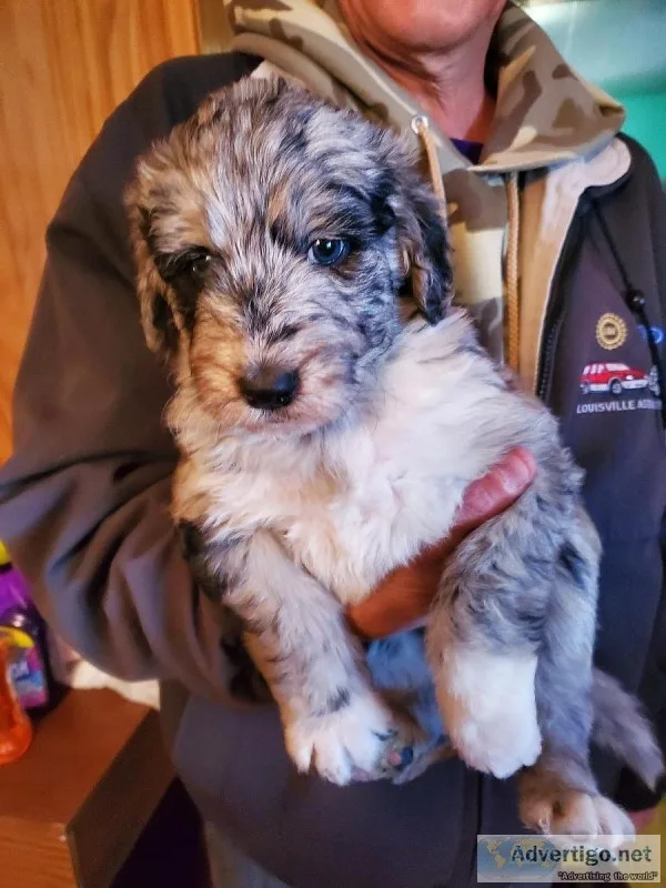 Bordoodles Puppies