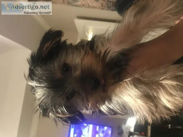 4 month of Baby Yorki girl
