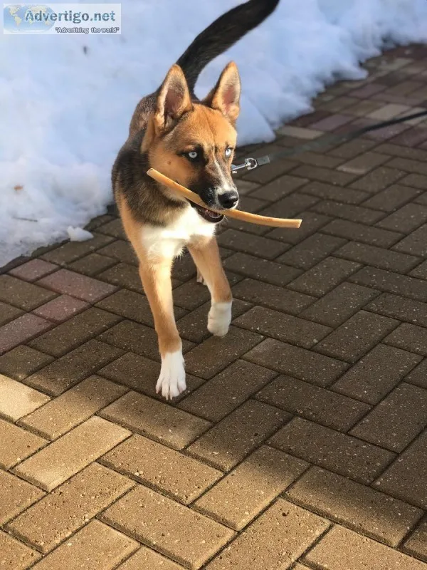 Husky