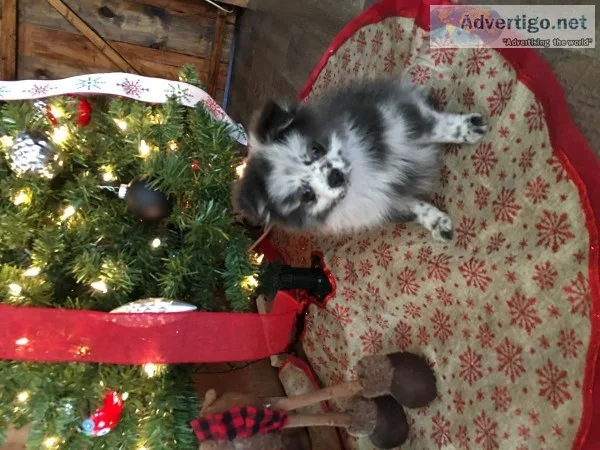 Pomeranian