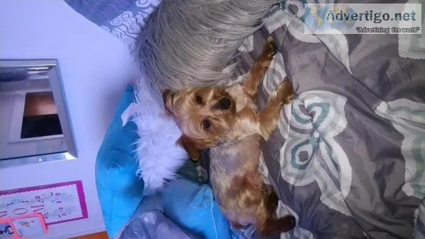 Yorkie