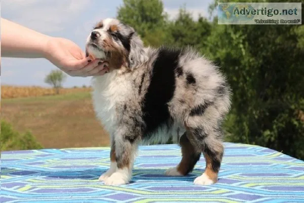 Cute Australian Shepherd for Sale2 males Cooper and Dave