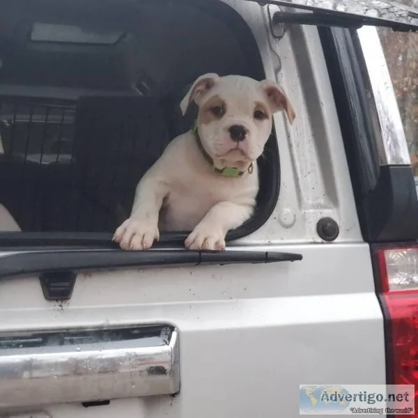 Adorable American Bully Puppies