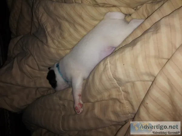 Parsons Russell Terrier