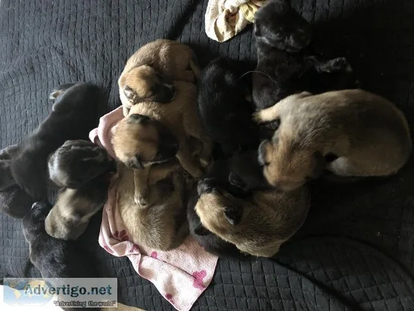 German Shepard-Lab Pups