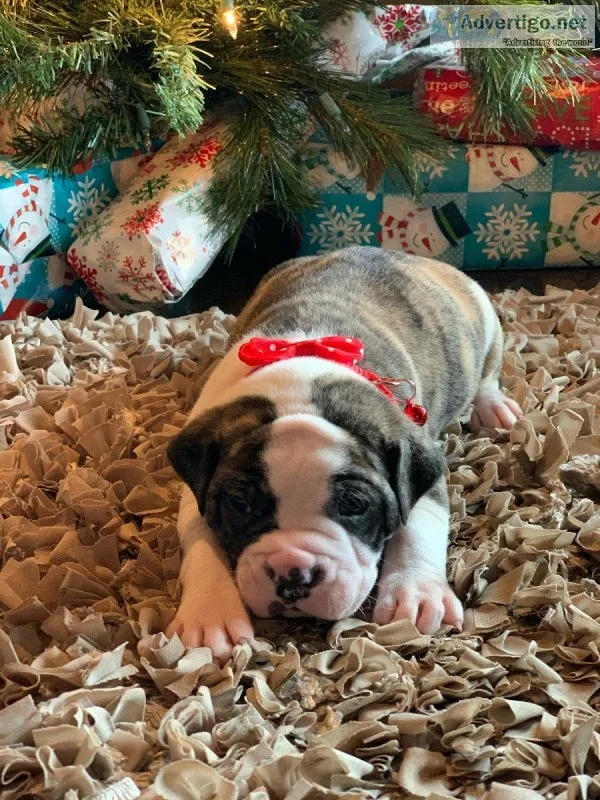 Bulldog Puppies