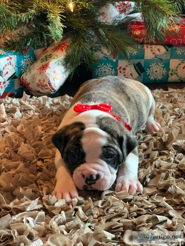 Bulldog Puppies