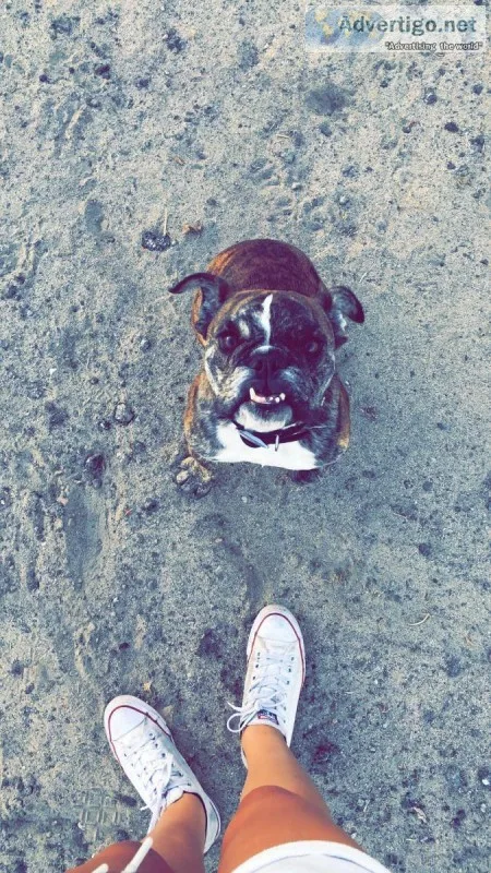 English Bulldog