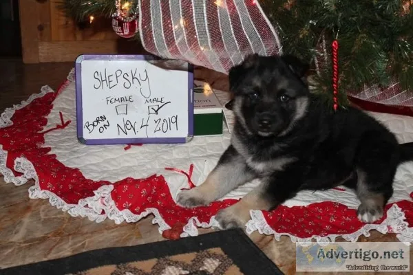 Shepsky