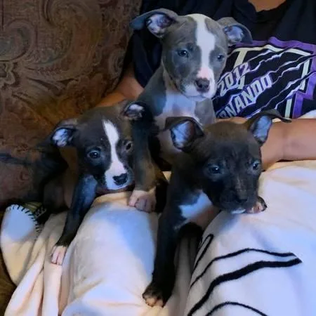 Pitbull 11 weeks