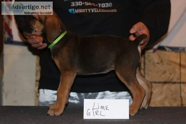 Cane corso