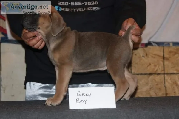 Cane corso