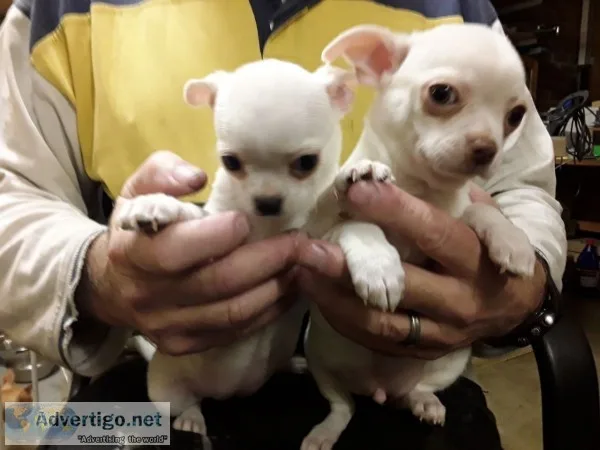 2pure stunning chihuahua puppies