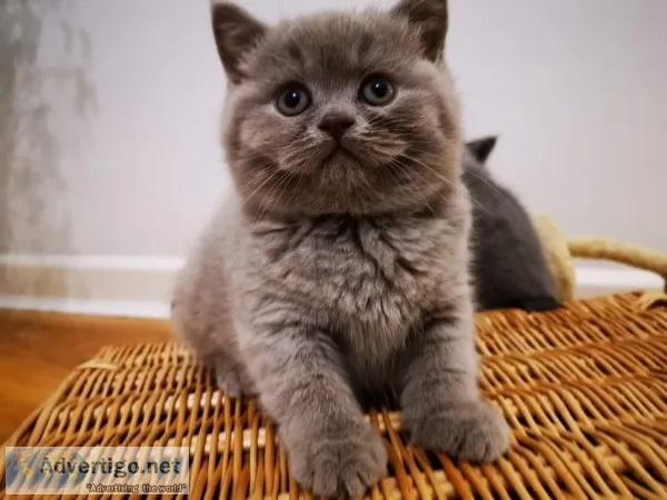 British shorthair kittens