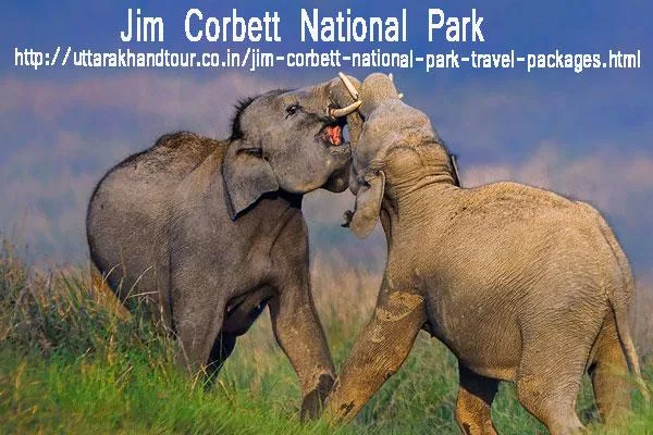Best Wildlife Destination In India