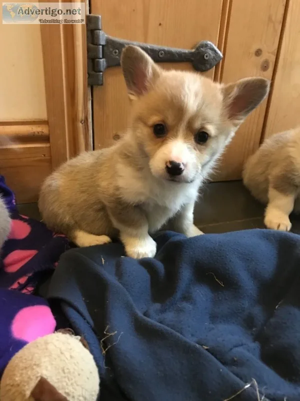 Great & gorgeous corgi puppies