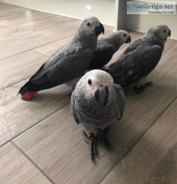 Baby african grey parrots for sale