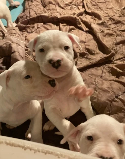 Vaccinated dogo argentino puppies