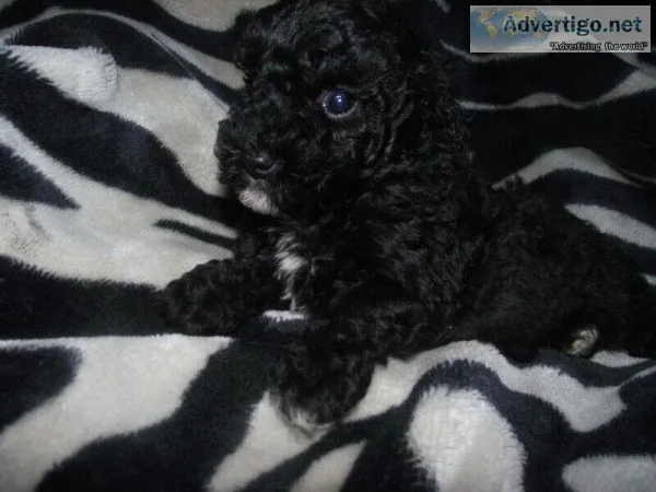 CKC REG D POODLES