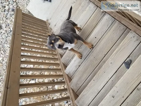 20 months Male Tri Color Pocket Bully