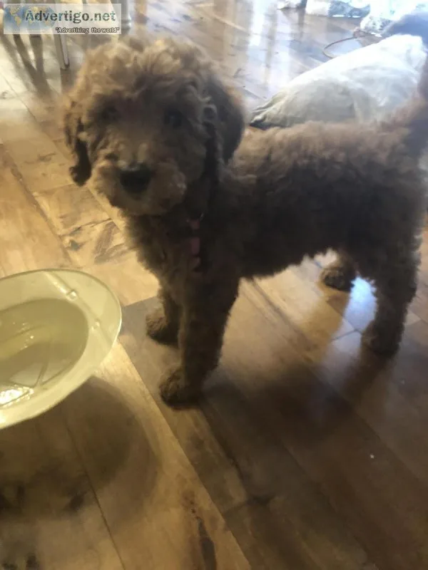 Goldendoodle