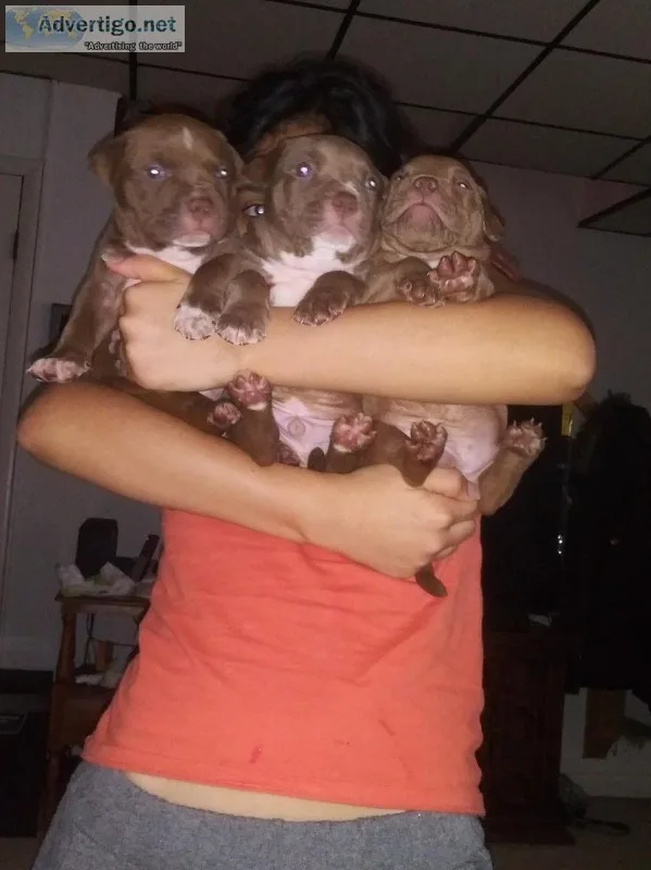 American bully pitbull for puppies for sale