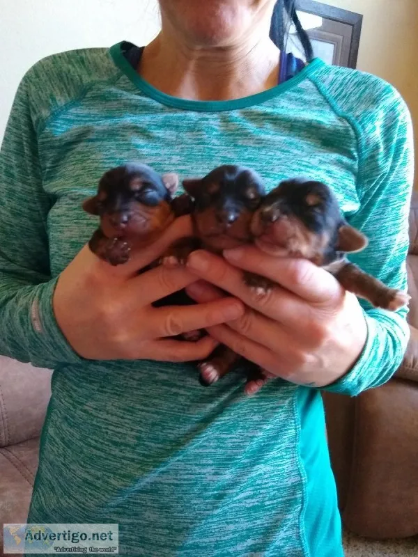 Yorkies