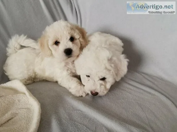 Bichon Frise puppies ready to go now