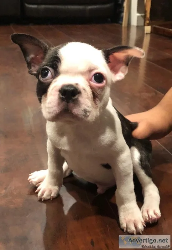 Boston terriers