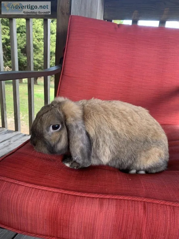 2 year old holland lop rabbit needs good home