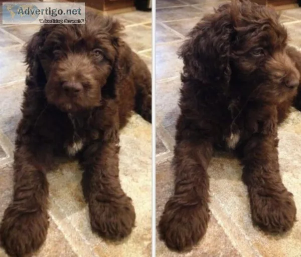 Goldendoodle