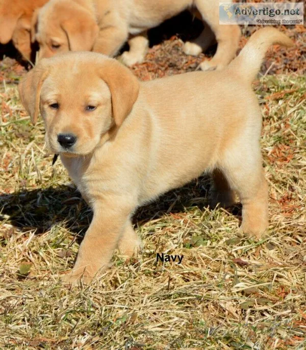 Yellow Labrador Retriever Puppy