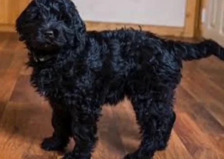 Goldendoodle