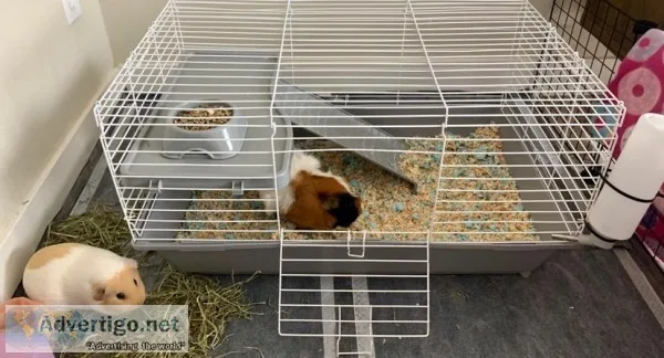 guinea pigs-DARLING GIRLS