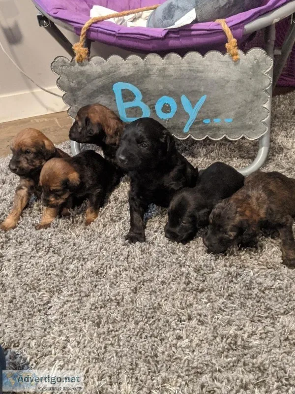 Doberman  Poodle